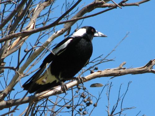 Australian Magpie