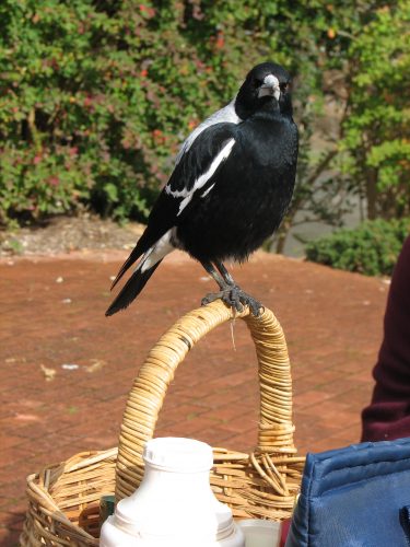 Australian Magpie